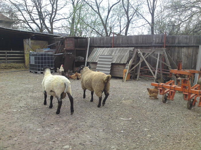 ei unul tuns unul inca nu