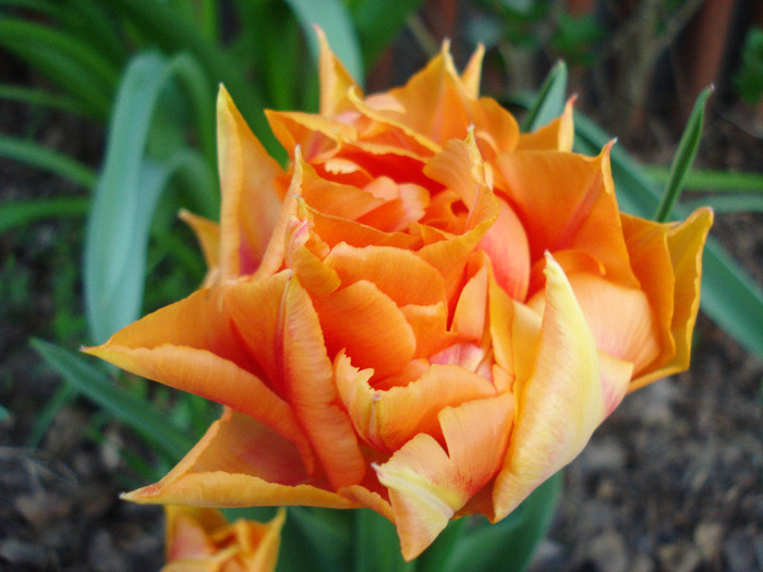 Tulipa Willem van Oranje (2011, April 22)