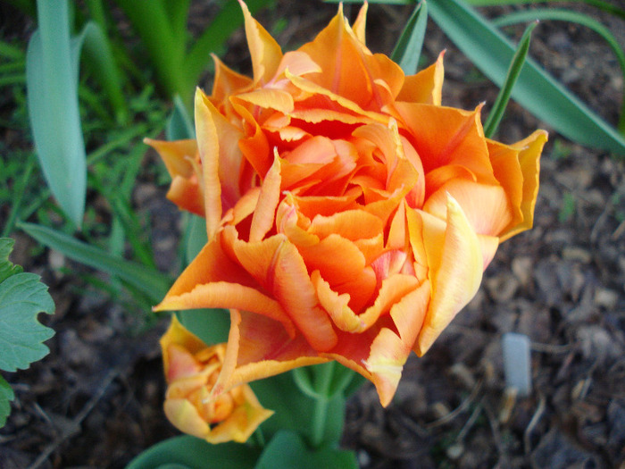 Tulipa Willem van Oranje (2011, April 22)