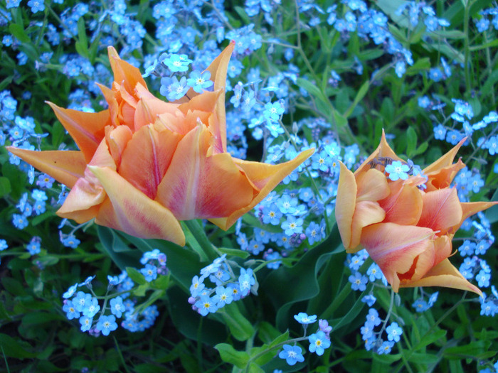 Tulipa Willem van Oranje (2011, April 25)