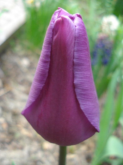 Tulipa Violet Purple (2011, April 27) - Tulipa Violet Purple
