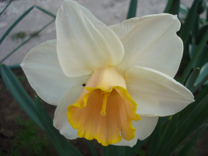 Narcissus Salome (2011, April 27)