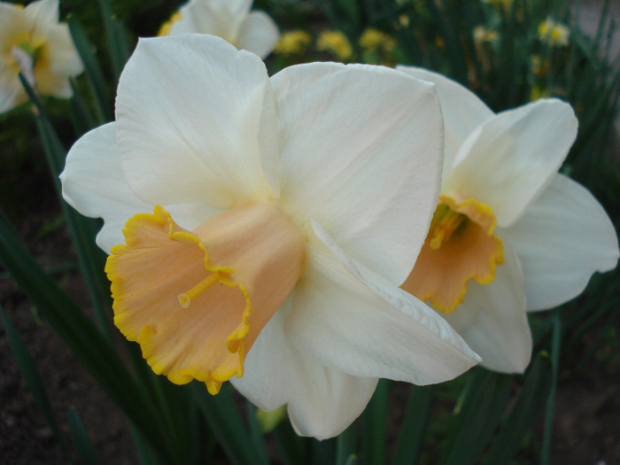 Daffodil Salome (2011, April 27)