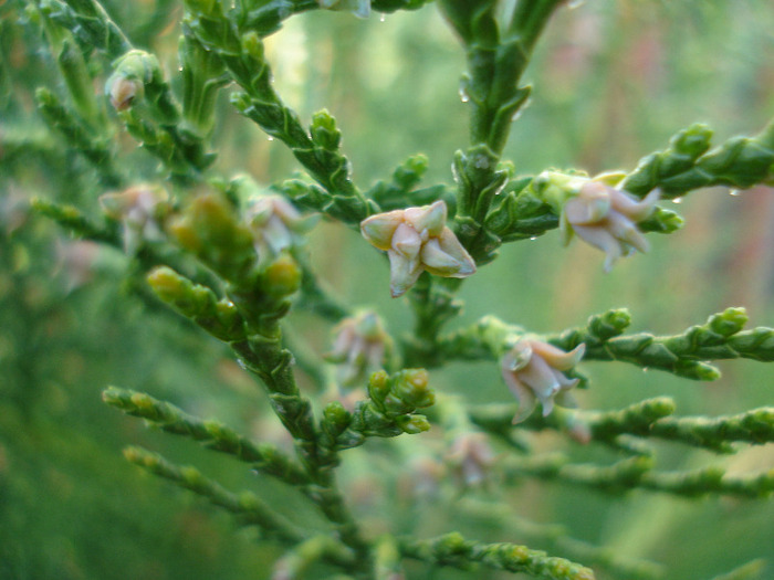 Thuja_Arborvitae (2011, April 17) - Thuja occidentalis_Arborvitae