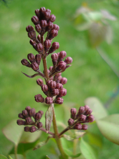 Syringa vulgaris_Lilac (2011, April 19)