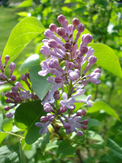 Syringa vulgaris_Lilac (2011, April 25)