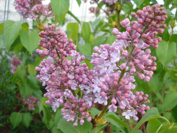 Syringa vulgaris_Lilac (2011, April 27)