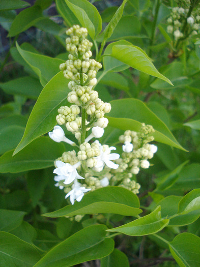 White Lilac Tree (2011, April 24) - Syringa vulgaris White