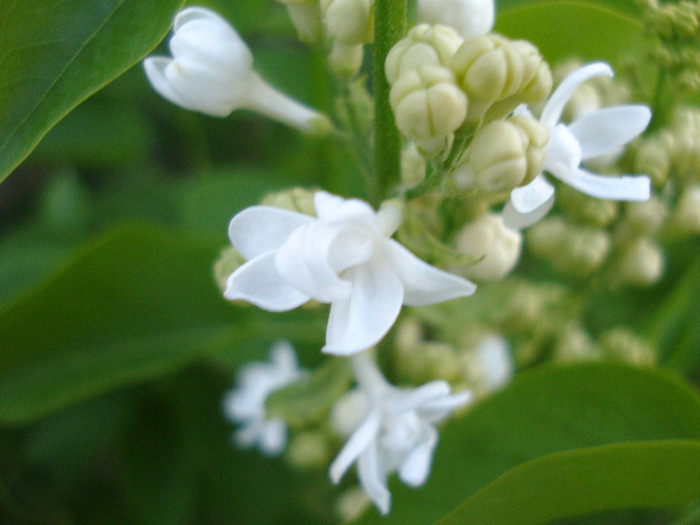 White Lilac Tree (2011, April 24)