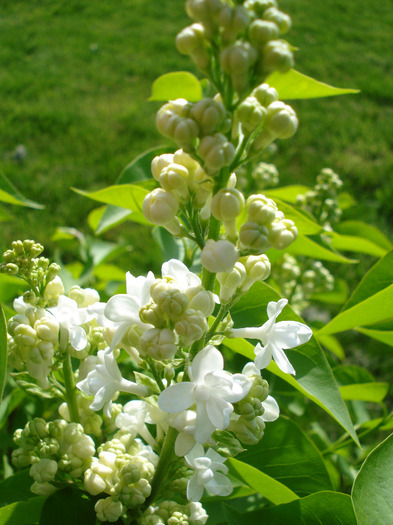 White Lilac Tree (2011, April 25)