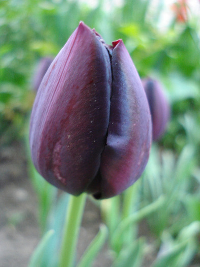 Tulipa Queen of Night (2011, April 27)