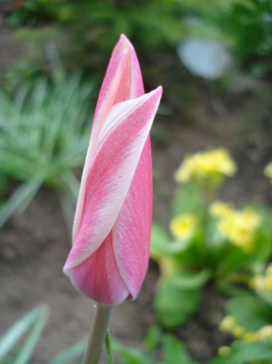 Tulipa Peppermint Stick (2011, April 27)