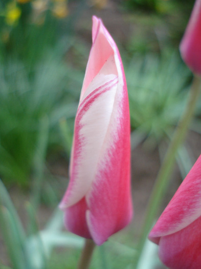 Tulipa Peppermint Stick (2011, April 27)