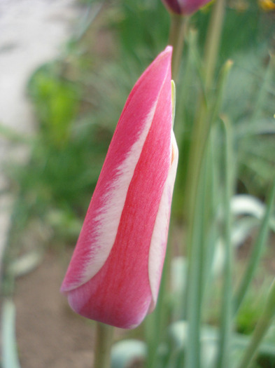 Tulipa Peppermint Stick (2011, April 27) - Tulipa Peppermint Stick