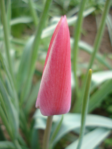 Tulipa Peppermint Stick (2011, April 27)