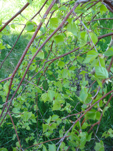 Betula pendula Youngii (2011, Apr.21) - Betula pendula Youngii