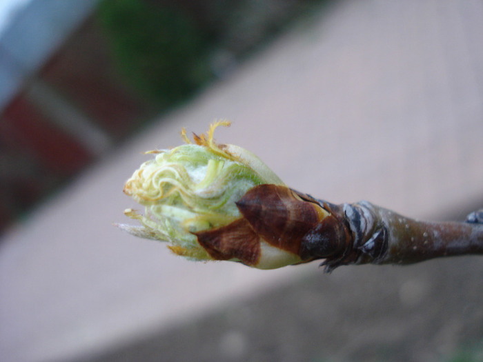 Pear Tree Buds_Muguri (2011, April 04)