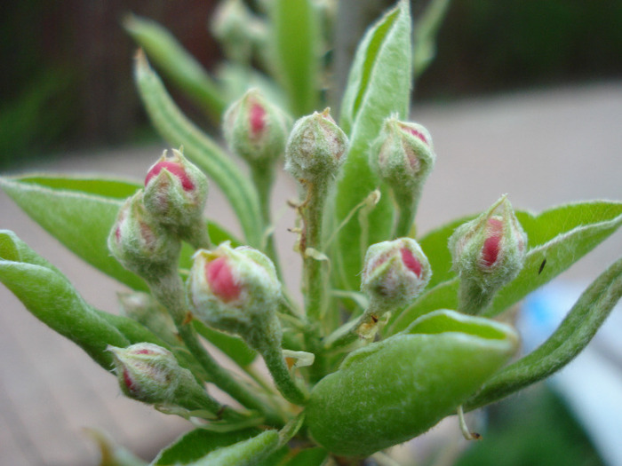 Pear Tree Blossom (2011, April 16) - Pear Tree_Par Napoca