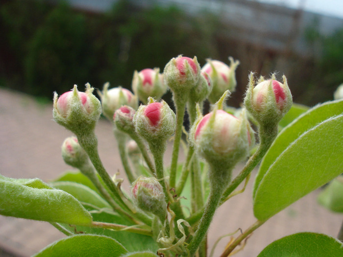 Pear Tree Blossom (2011, April 19)