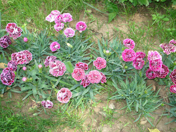 Picture 041 - poze gradina botanica 2010
