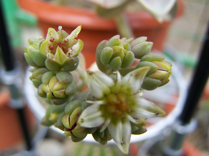 Boboci de graptopetalum