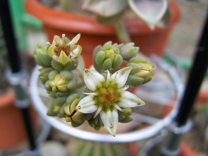 Graptopetalum - Cactusi si suculente 2011