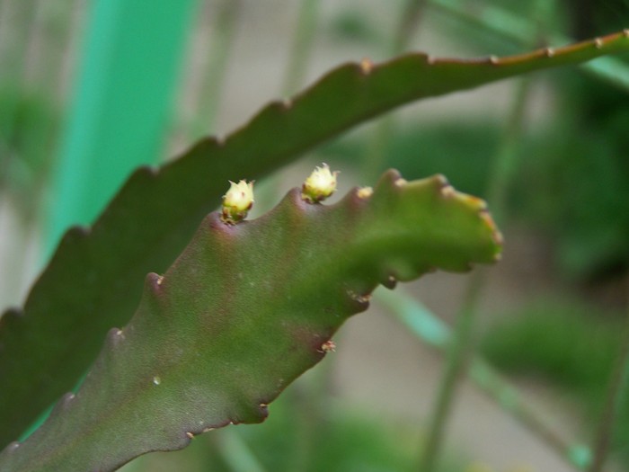 Boboci de epiphilium - Cactusi si suculente 2011