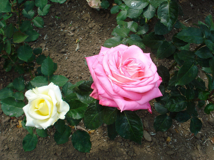 Picture 059 - poze gradina botanica 2010