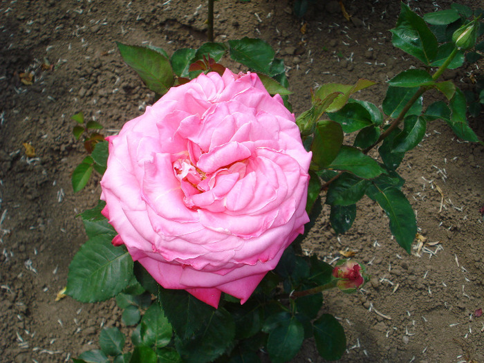 Picture 060 - poze gradina botanica 2010