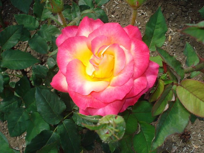 Picture 062 - poze gradina botanica 2010