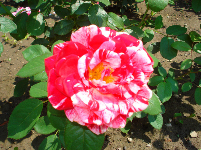 Picture 104 - poze gradina botanica 2010