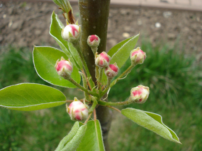 Pear Tree Blossom (2011, April 19) - Pear Tree_Par Napoca