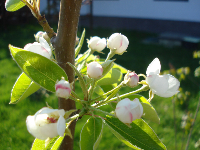 Pear Tree Blossom (2011, April 21) - Pear Tree_Par Napoca