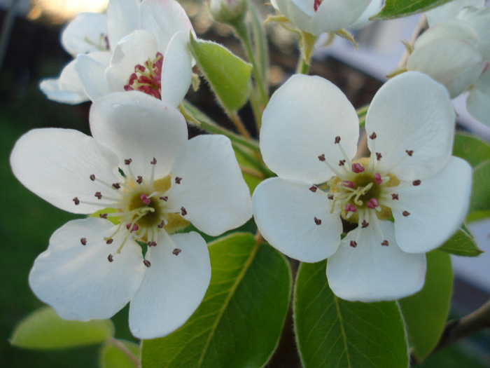 Pear Tree Blossom (2011, April 23) - Pear Tree_Par Napoca