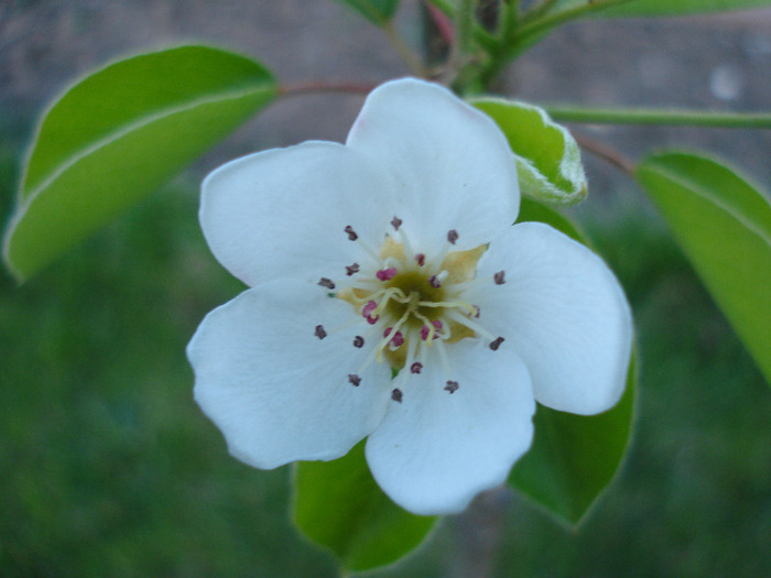 Pear Tree Blossom (2011, April 24) Pear Tree Blossom (2011, April 24)