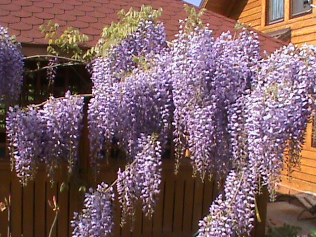 DSC02844 - Flori
