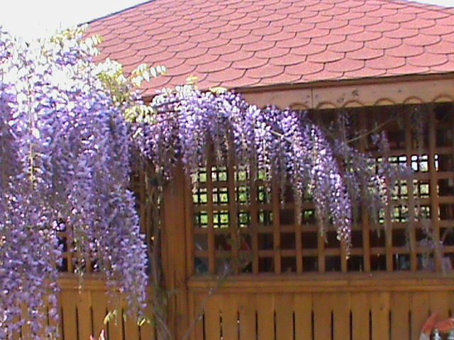 DSC02845 - Flori