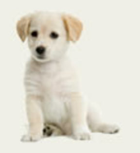 poza_caini - Caini si pisici