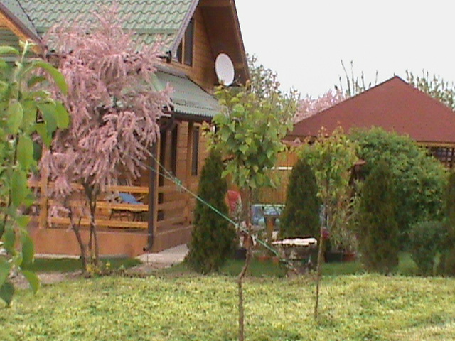 DSC02863 - Flori