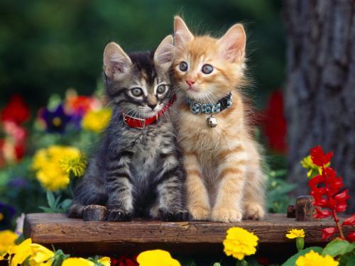 doua-pisici-dragute-cats-wallpapers-poze-pisici-pisicute-geniale1 - Caini si pisici