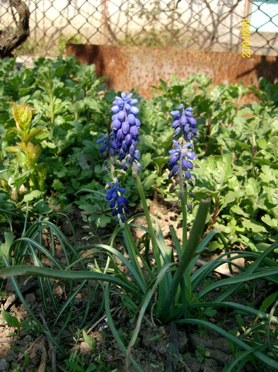 muscari - in gradina 2011