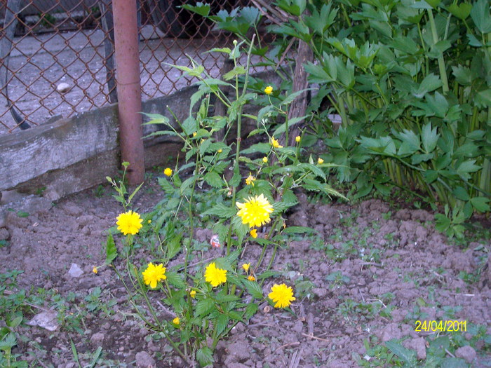 keria japonica - in gradina 2011