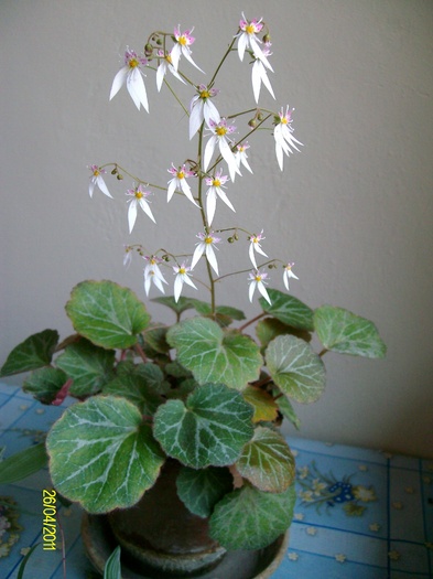 SANY8624 - Saxifraga sarmentosa