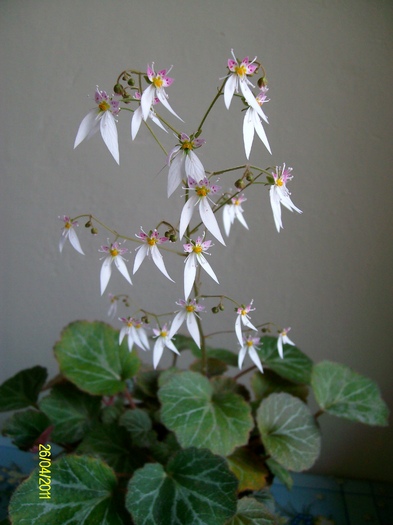 SANY8626 - Saxifraga sarmentosa