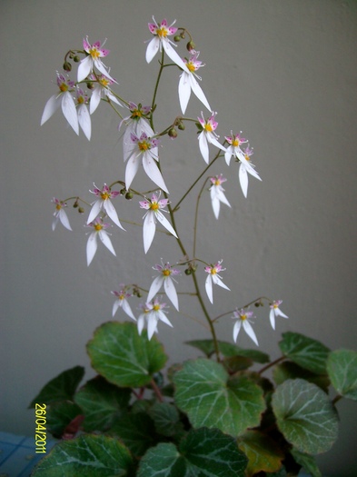 SANY8627 - Saxifraga sarmentosa