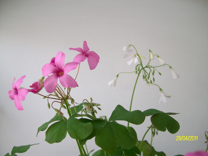 SANY8639 - Oxalis purpurea