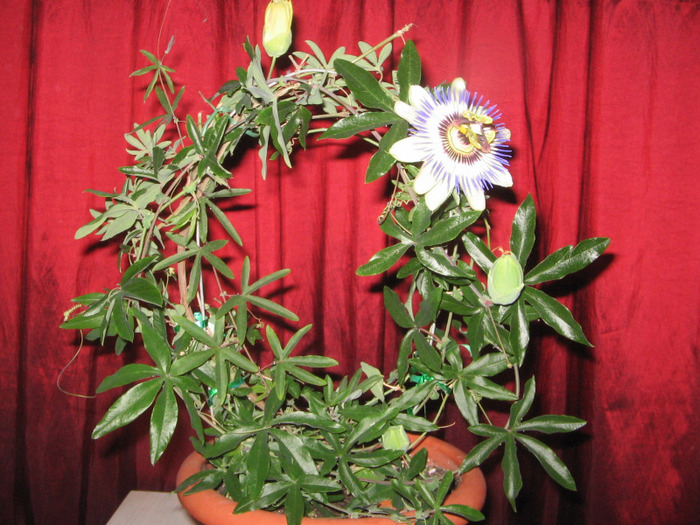 IMG_3584 - Passiflora 2011