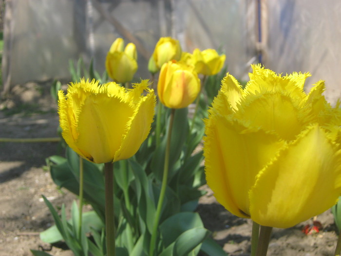 TULIPA Fringed - lalele 2011