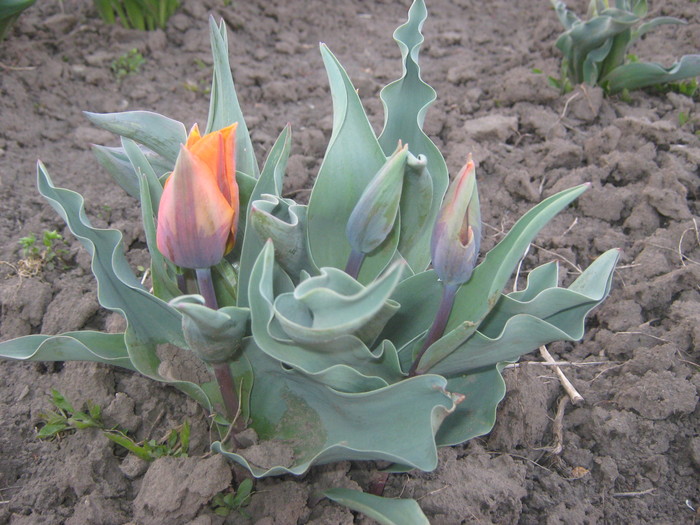 TULIPA Prinses Irene