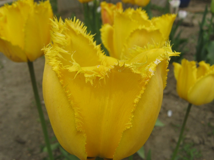 tulipa fringed  2 lei bulb - bulbi de vanzare